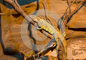 Green iguana Iguana iguana lying on the branch, resembling fabulous dragon