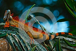 Green iguana, Iguana iguana, portrait of orange big lizard in the dark green forest, animal in the nature tropic forest habitat