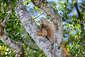 Green iguana (Iguana iguana), Rio Tempisque Costa Rica wildlife photo