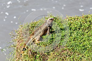 Green iguana, Iguana iguana, river Rio Tarcoles, Costa Rica wildlife