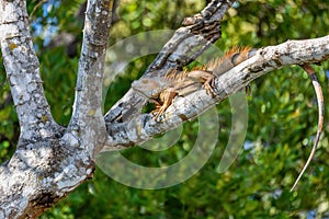 Green iguana, Iguana iguana, River Rio Tenorio, Costa Rica wildlife