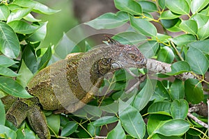 Green Iguana Iguana iguana on a tree branch.