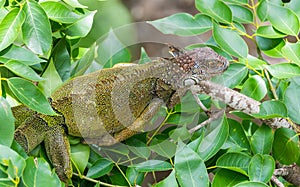 Green Iguana Iguana iguana on a tree branch.