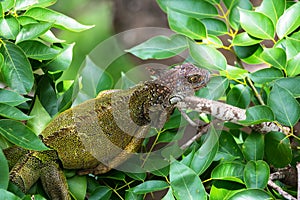 Green Iguana Iguana iguana on a tree branch.