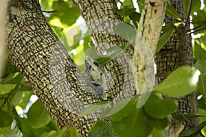 A green Iguana (Iguana iguana) in a tree on the island of Cozumel, Mexico