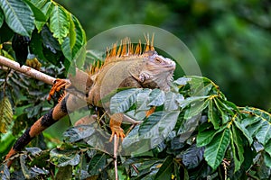 Green iguana Iguana iguana, Cano Negro, Costa Rica wildlife photo