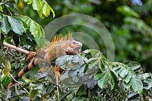 Green iguana - Iguana iguana, Refugio de Vida Silvestre Cano Negro, Wildlife and birdwatching in Costa Rica photo