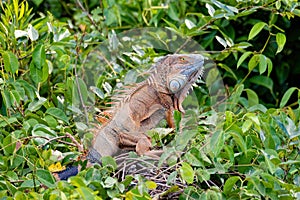 Green iguana Iguana iguana, Rio Tempisque Costa Rica wildlife photo