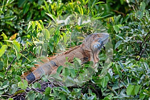 Green iguana (Iguana iguana), Rio Tempisque Costa Rica wildlife photo