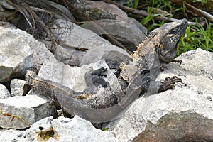 Green iguana Iguana iguana Iguanidae family, reptil tropical, large lizard photo