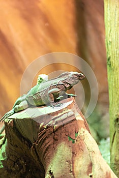 Green Iguana Inside The Zoo In Italy