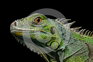 Green iguana isolated on black background