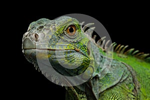 Green iguana isolated on black background