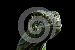 Green iguana isolated on black background