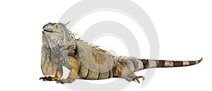 Green iguana, Iguana iguana, isolated on white