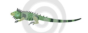 Green iguana isolated on white background. Gorgeous carnivorous exotic animal. Beautiful wild predatory reptile or