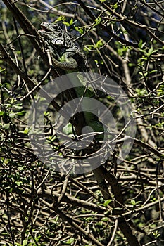 Green Iguana in the lagoon of the Chacahua National Park  Oaxaca  Mexico photo