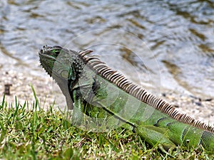 Green Iguana by Lake