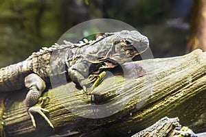 Green Iguana: large, arboreal, mostly herbivorous species of lizard of the genus Iguana