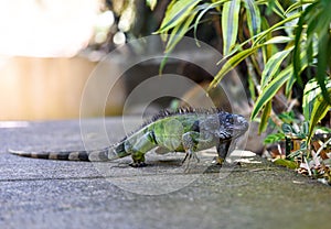 Green iguana, large herbivorous lizard