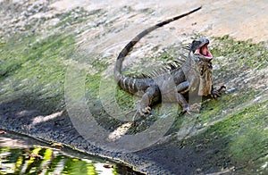 Green iguana, large herbivorous lizard