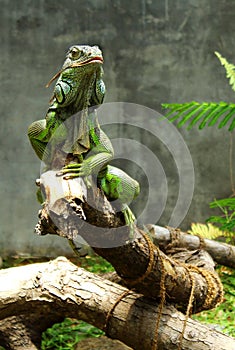 Green iguana is Lift the head to the height photo