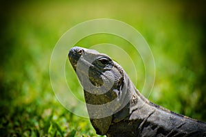 Green iguana living in Mexiko.