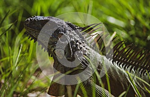 Green iguana. Lizard basking in the sun South Florida.