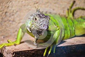 Green iguana lizard in captivity inside zoo
