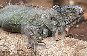 Green iguana lizard close up photo