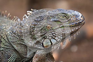 Green iguana lizard head portrait close up photo