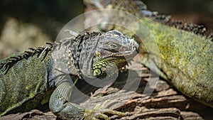 Green Iguana Lizard Reptile Animal