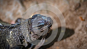 Green Iguana Lizard Reptile Animal