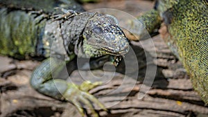 Green Iguana Lizard Reptile Animal