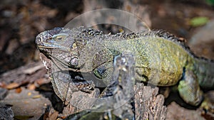 Green Iguana Lizard Reptile Animal