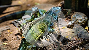 Green Iguana Lizard Reptile Animal photo