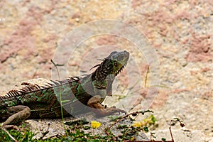Green iguana, Lizard reptile in the genus Iguana in the iguana family. And in the subfamily Iguanidae. Iguana lizard on photo