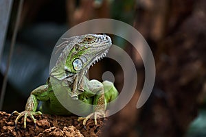 Green iguana is a lizard reptile in the iguana family.