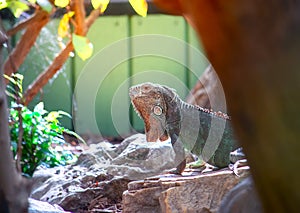 Green iguana lizard sunbathing on the rocks