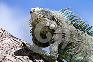 Green Iguana lizard.