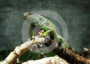 Green iguana look photo
