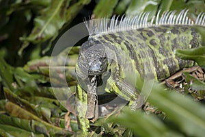 Green Iguana Looking at the Camera with Spikes and Dewlap
