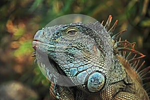 Green iguana, Loro Park, Tenerife Island. photo