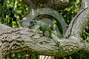 Green Iguana in Lounging on Tree Branch