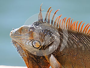 Green Iguana male beautiful multicolor animal, colorful reptile in south Florida