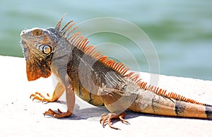 Green Iguana male beautiful multicolor animal, colorful reptile in south Florida