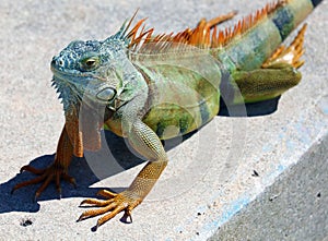 Green Iguana male beautiful multicolor animal, colorful reptile in south Florida