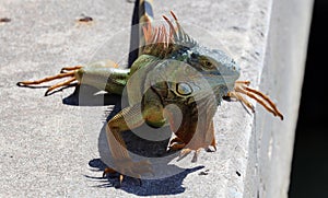 Green Iguana male beautiful multicolor animal, colorful reptile in south Florida