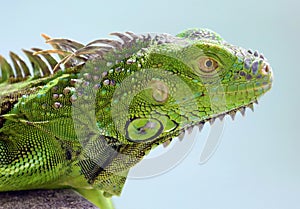 Green Iguana male beautiful multicolor animal, colorful reptile in south Florida