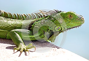 Green Iguana male beautiful multicolor animal, colorful reptile in south Florida